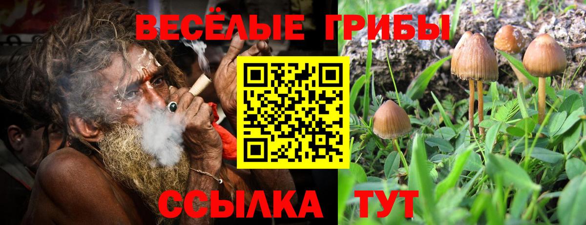Галлюциногенные грибы Psilocybe  Лабинск 